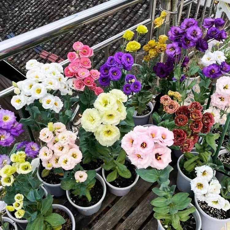 화분에 심은 도라지꽃