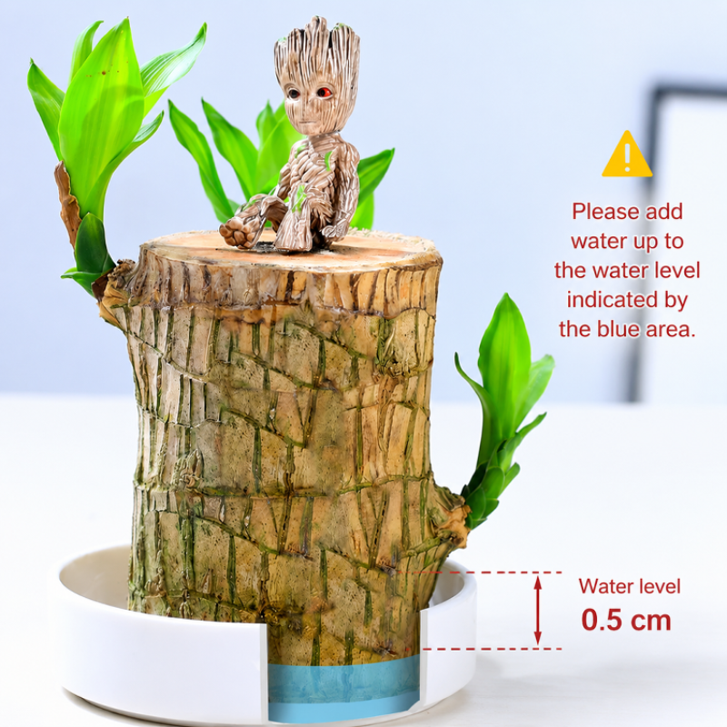 Natural cozy atmosphere Decorative Ornament Ornament Decoration environmental protection and safety 