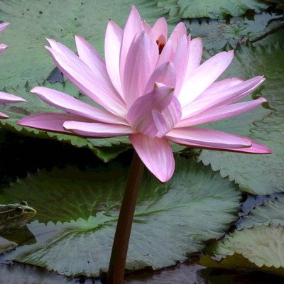 물에서 키우는 다양한 연꽃