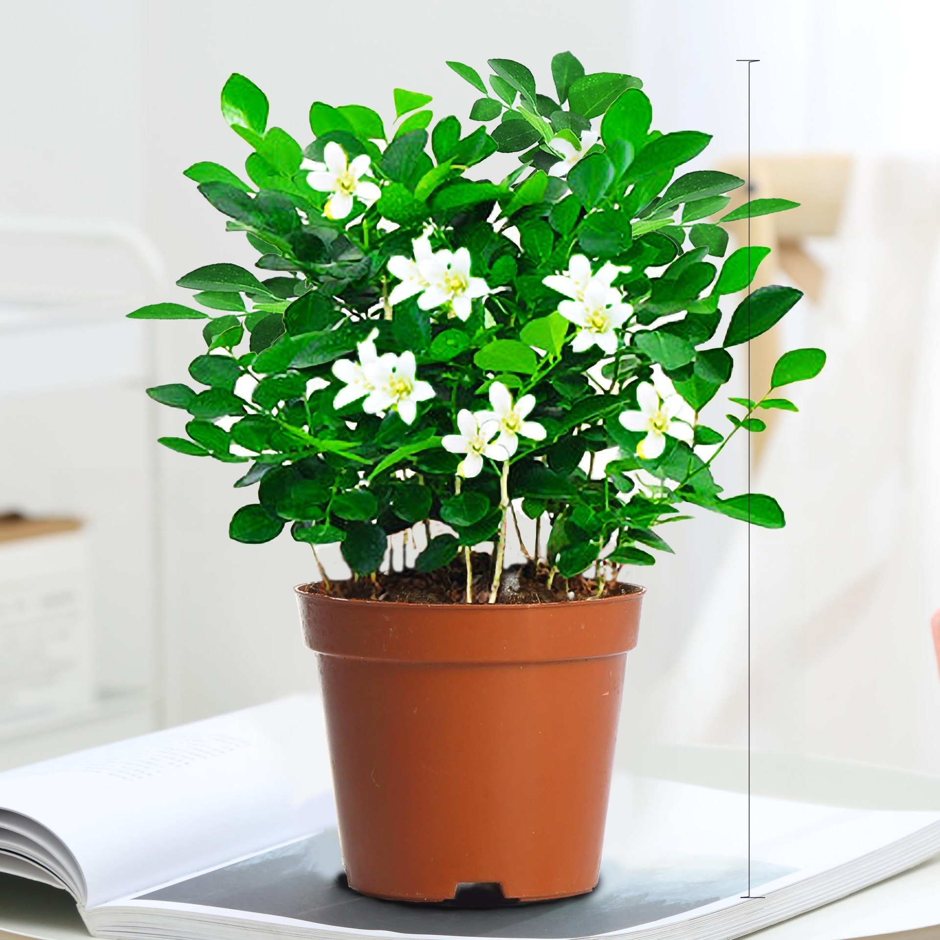 Mosquito repellent, strong fragrance, four season flowering, nine spice potted plant