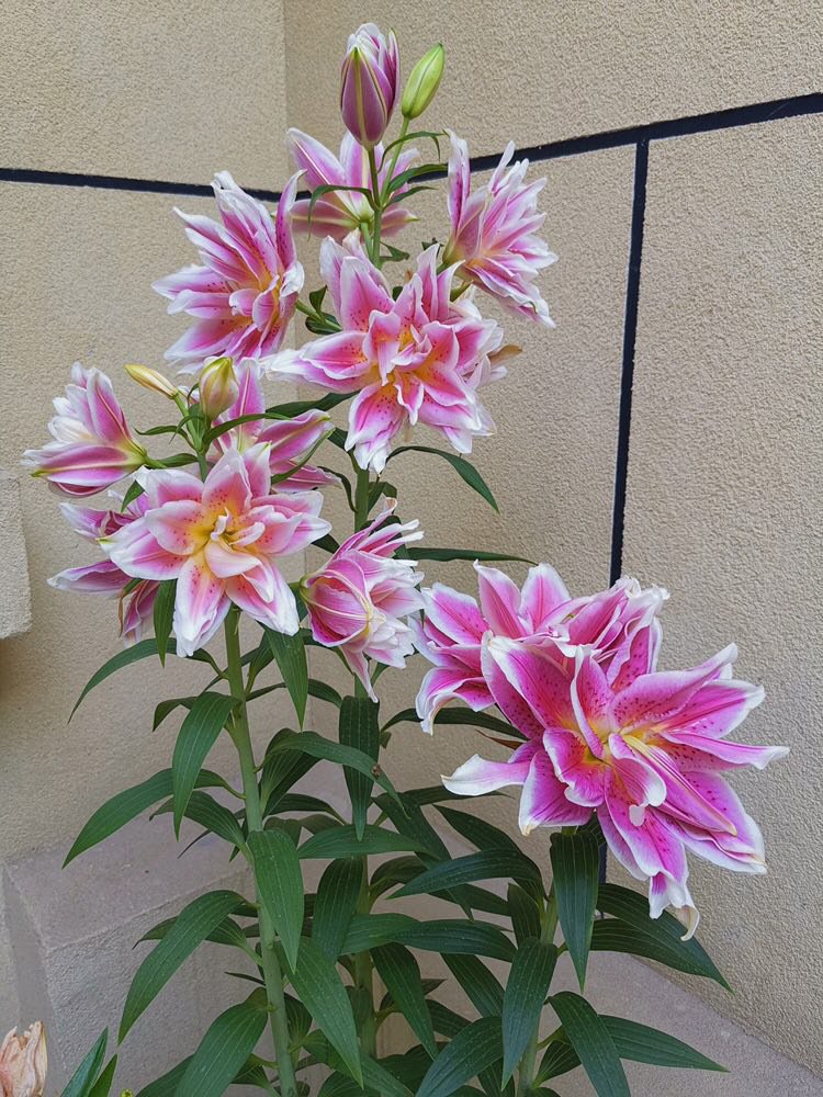 二重の花びらを持つ多色のユリ