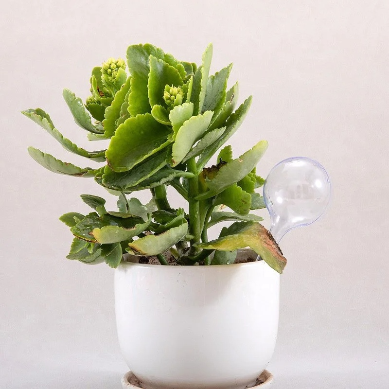 室内観葉植物用自動給水ガラスボール