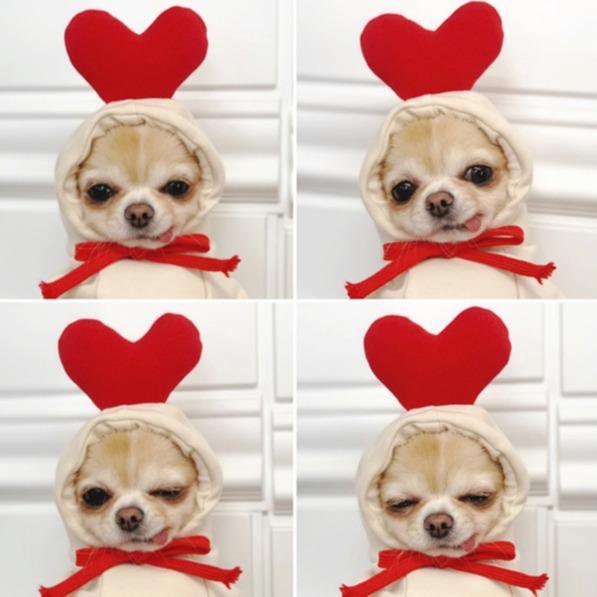 All-Season Fashion Outfits for Pets