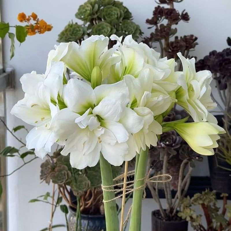 Bulbos de flores dobles de amaryllis