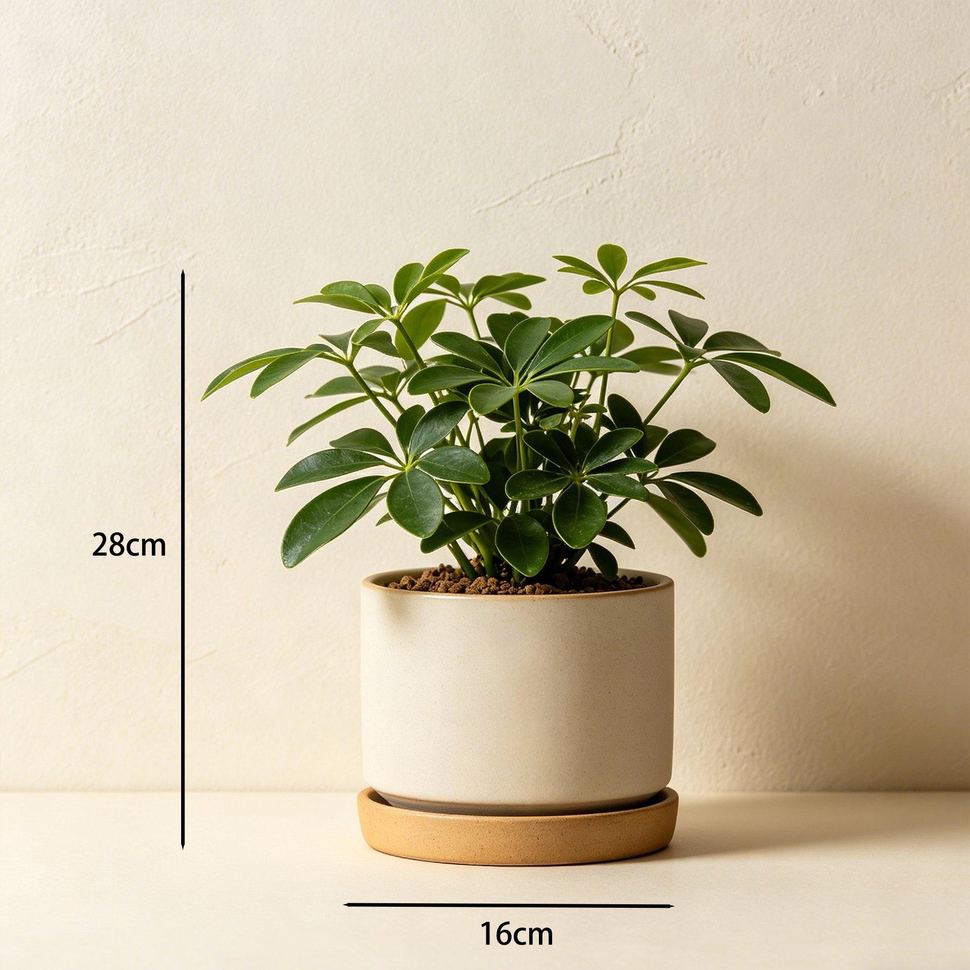 Schefflera potted plants arranged on an office desk