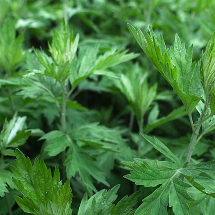 【純天然艾草足貼】千年傳承 十年中藥精粹 每晚一貼 排油除濕氣 減輕腰酸背痛 【 一貼不足$3】