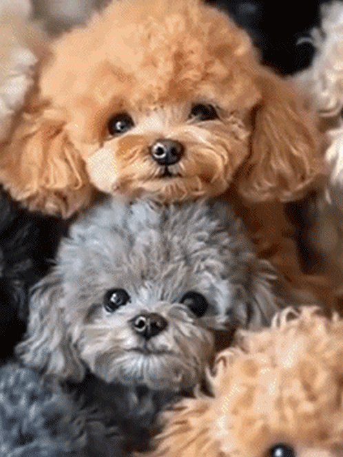 Perro robot de peluche corto.