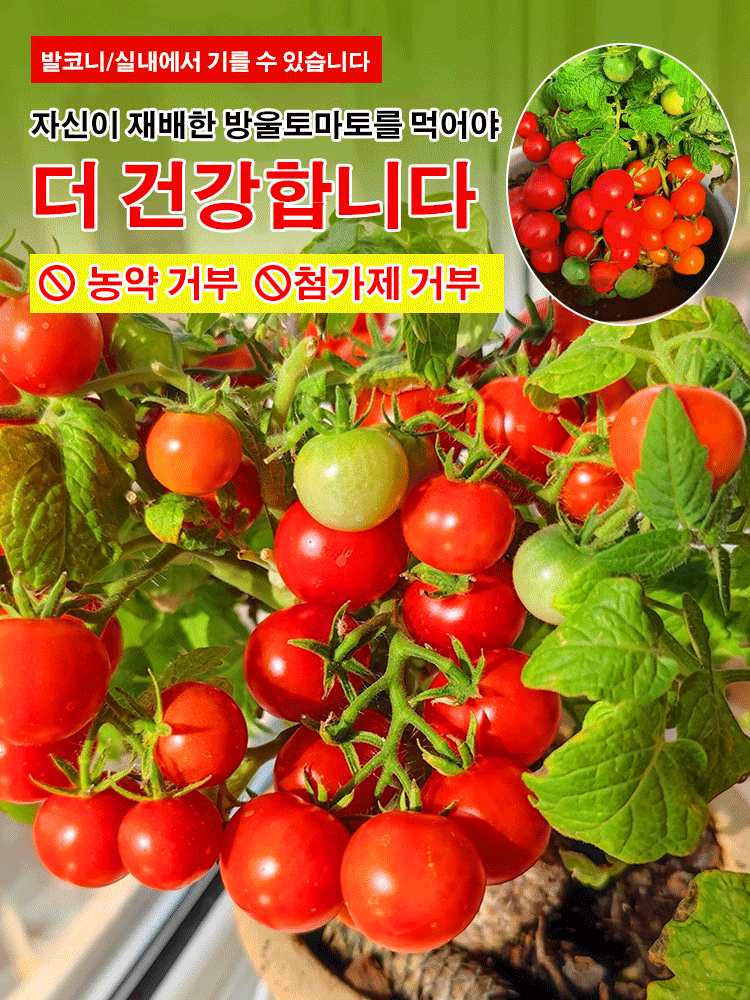 분재 왜성 방울토마토 씨앗