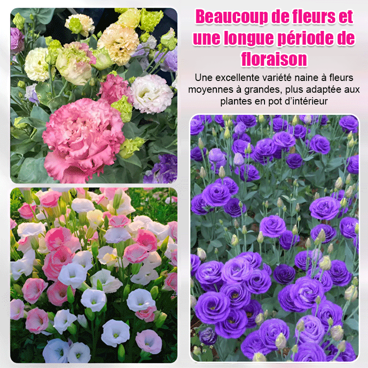 【Fleurs en hiver】Graines de lisianthus de qualité
