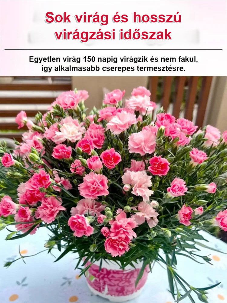 【Egész évben virágzó】dupla szirmú szegfűmagok