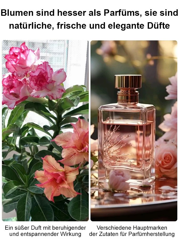 【Mit Wasser gedeiht es 100 Jahre】Wüstenrosen-Zwiebelblume✨️50 % Rabatt für eine begrenzte Zeit