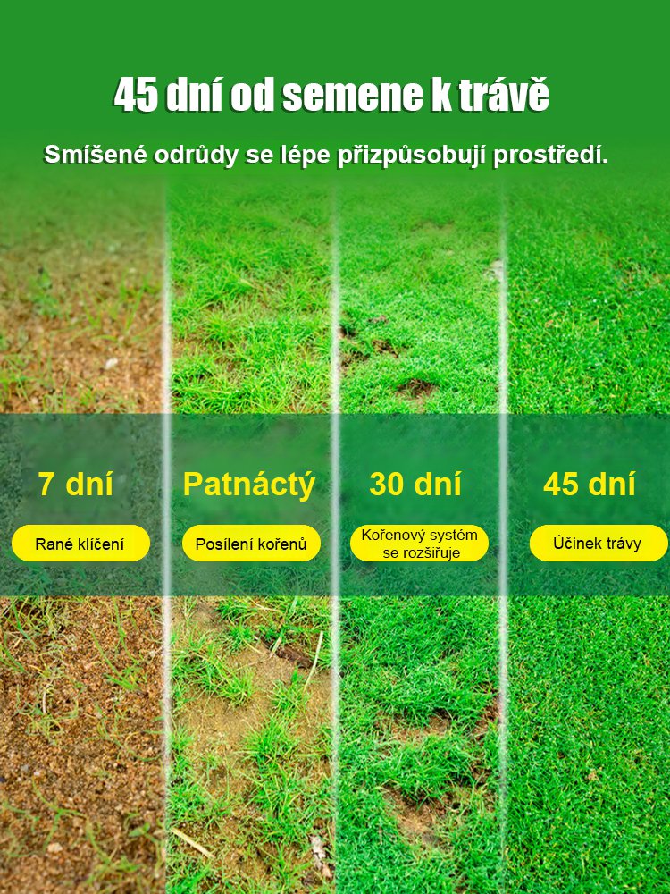 7denní klíčení travní semena