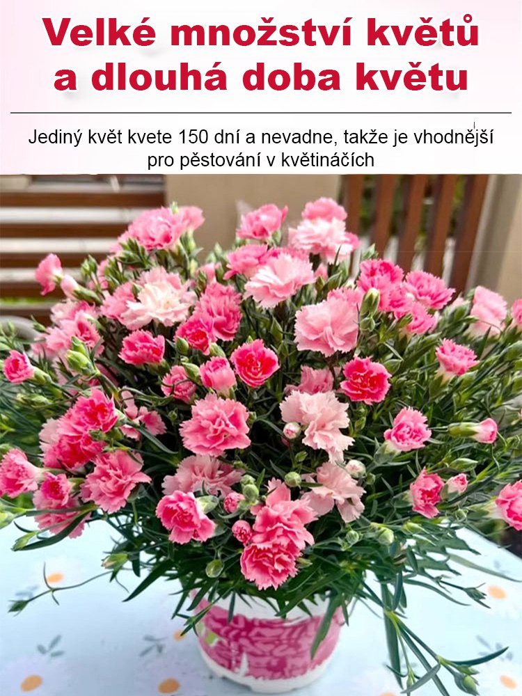 【Čtyři roční období kvetou】 Dvojitá semena karafiátu