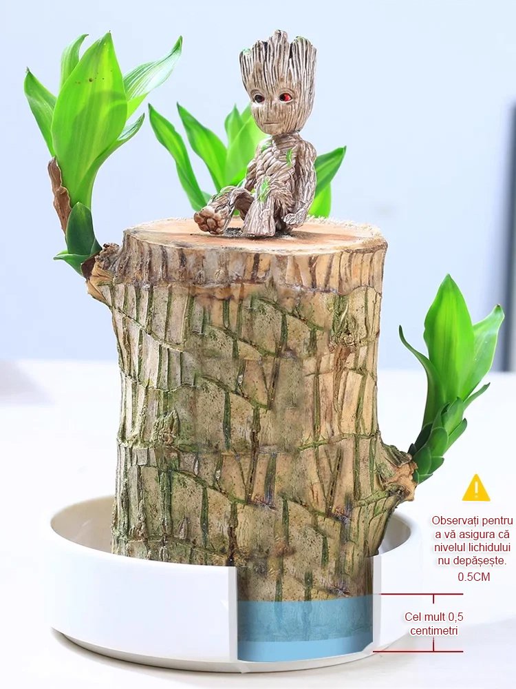 【Timpul schimbării】Plante în ghiveci cu bambus norocos hidroponic