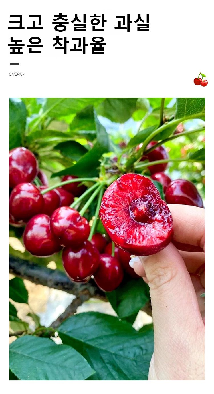 체리나무 묘목 포장 상태