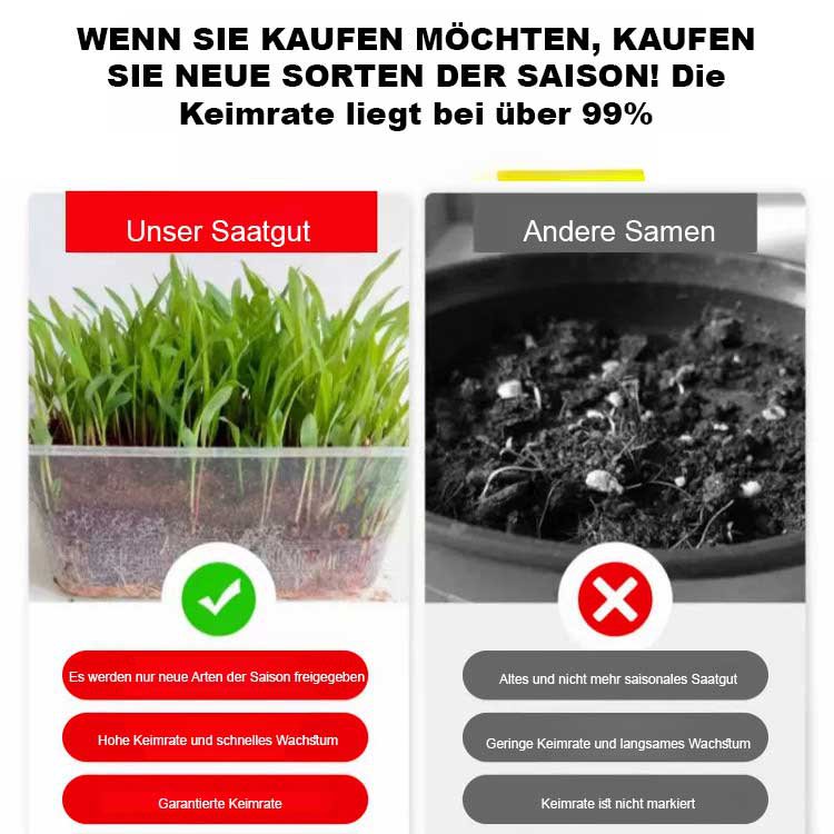 Importiertes Futtergrassamen für die Hühner-, Rinder-, Schaf- und Fischzucht.
