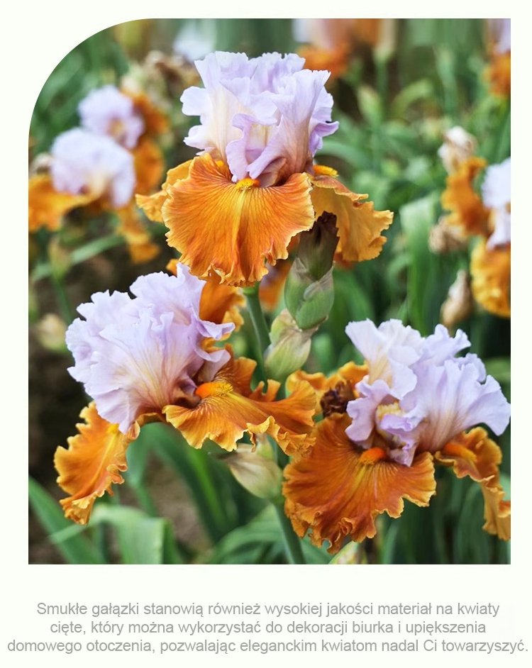 Wschodzące irysy z nasion o długim kiełkowaniu