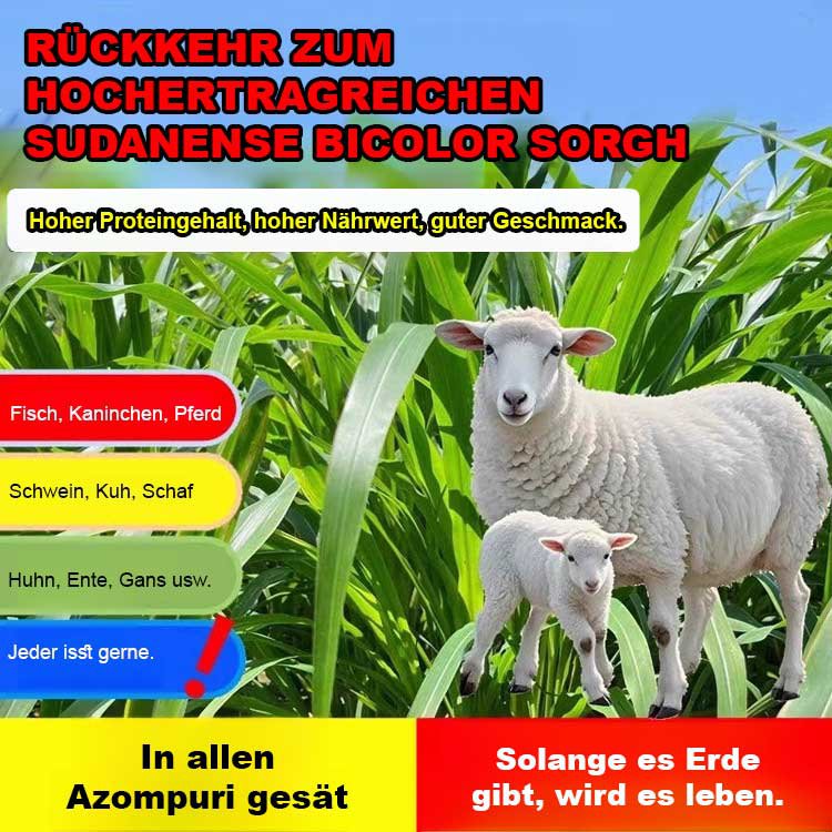 Importiertes Futtergrassamen für die Hühner-, Rinder-, Schaf- und Fischzucht.