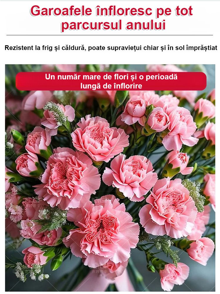 【Flori în patru anotimpuri】Semințe de garoafe duble