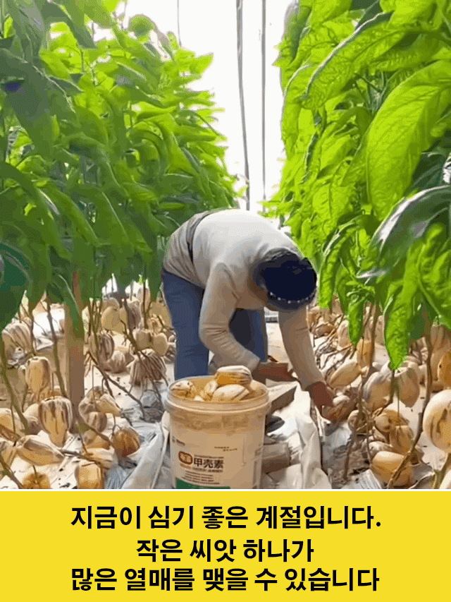 혈당강하 및 항고혈압 크림향 노란 과육 분재 페피노 멜론 