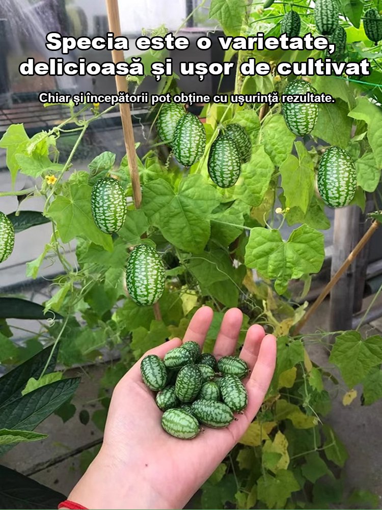 HFH-【Ușor de cultivat】 Pepene verde degetul mare