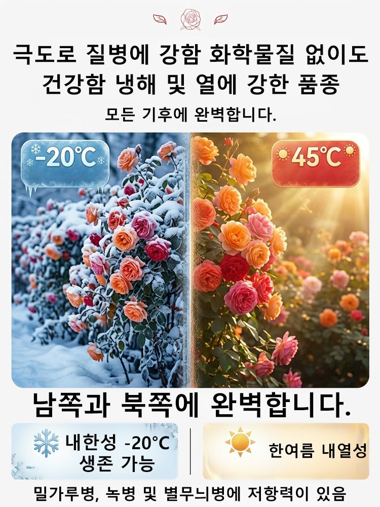 [씨앗 하나가 꽃바다를 이룬다] 사계절 덩굴장미 씨앗
