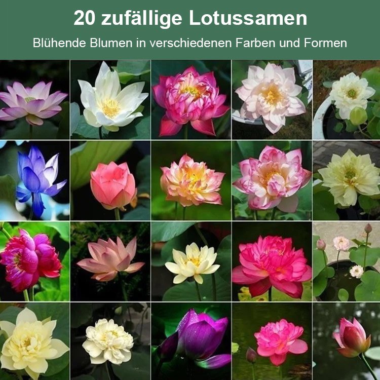 【Transport und Reichtum】Beobachten Sie die im Wasser wachsenden Muscheln