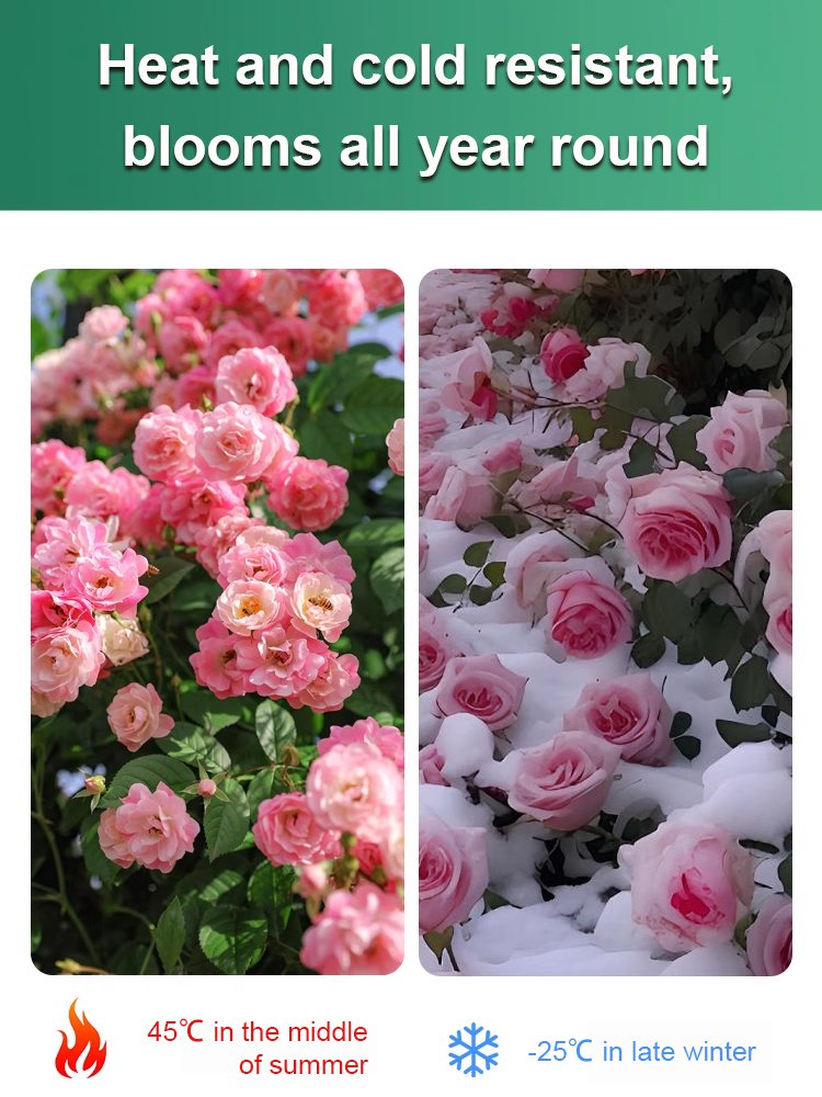[Water and live for 100 years] Desert Rose Seeds