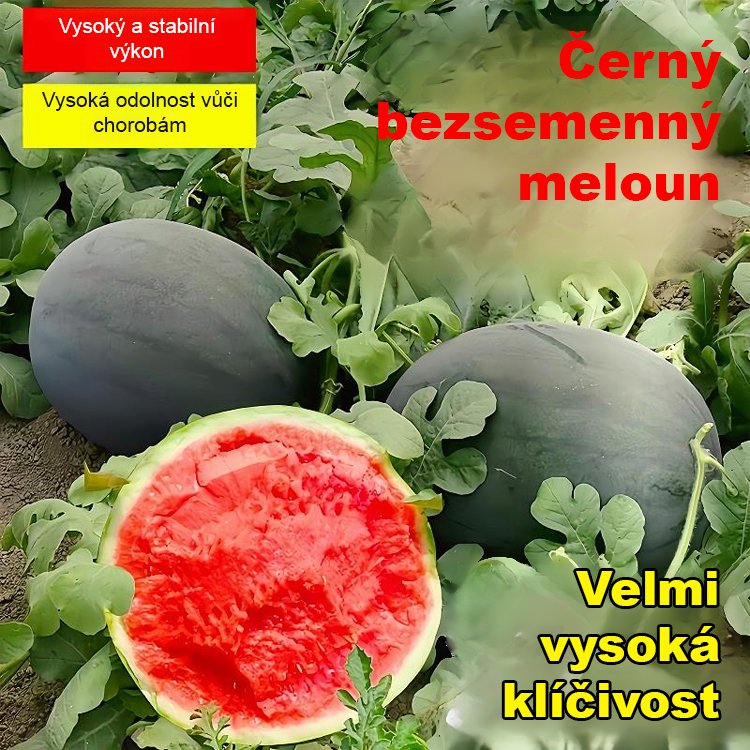 Vysoce výnosná semena vodního melounu bez pecky s černou slupkou