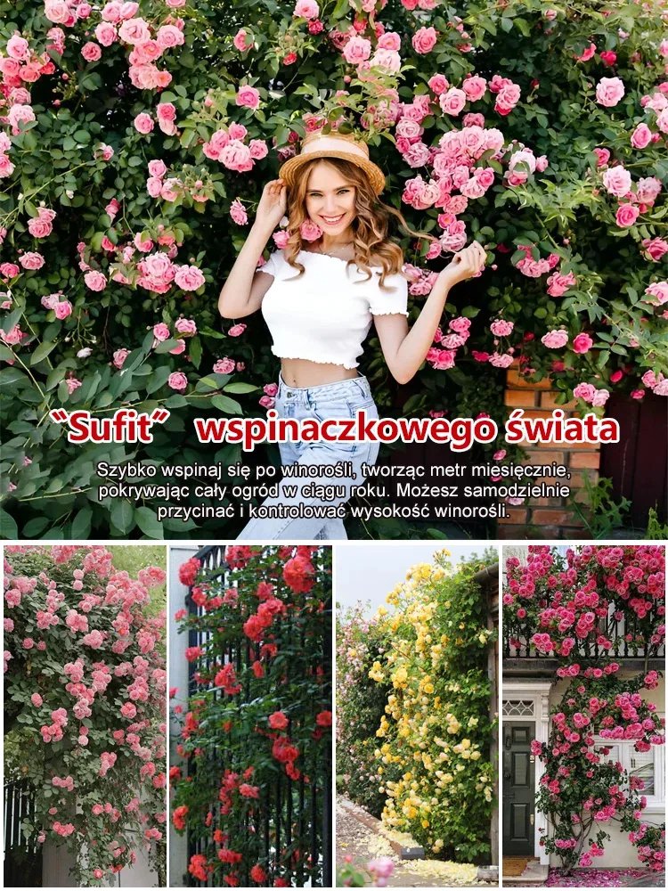 Wieloletnia pachnąca róża pnąca, która kwitnie przez cztery pory roku, wystarczy podlewać, aby żyła.