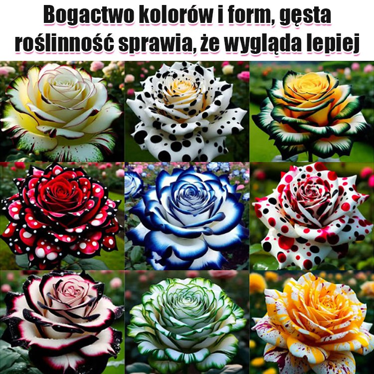 Nasiona róży wielogłowych