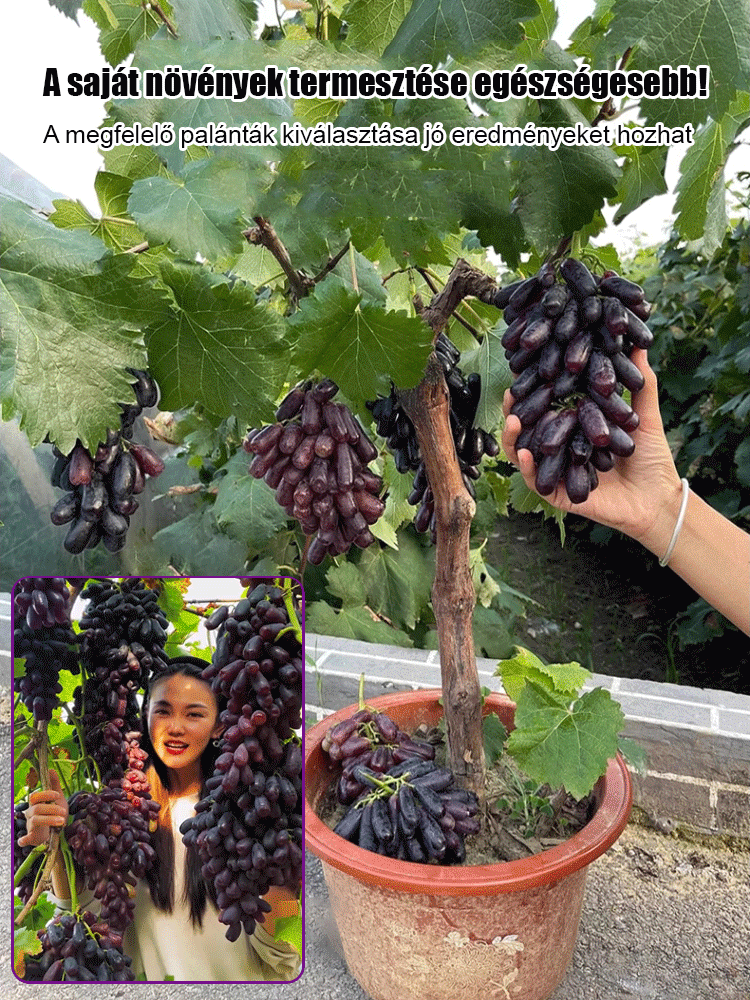 Csak édes, nem savanyú – importált hibrid, alacsony növésű Kék Zafír szőlő ???