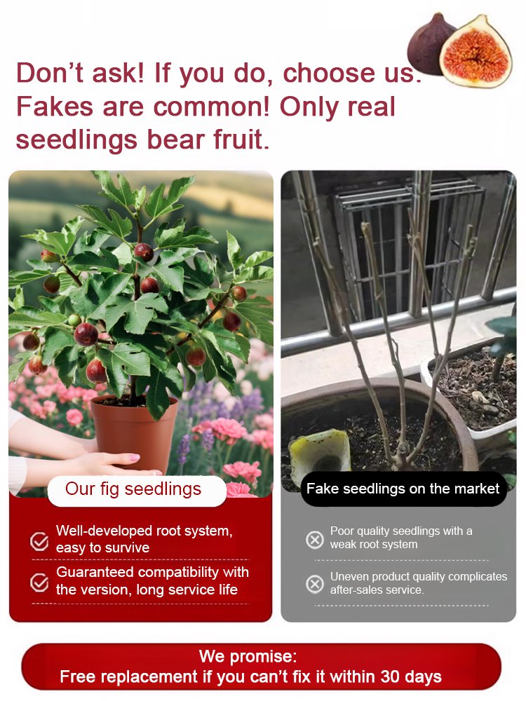 [Enjoy fresh fruit daily] Fig seedlings imported from Greece