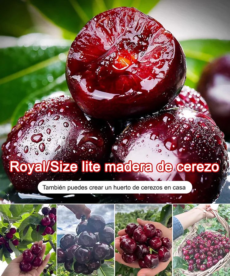 Semillas de cereza JS - Para cultivo y almacenamiento