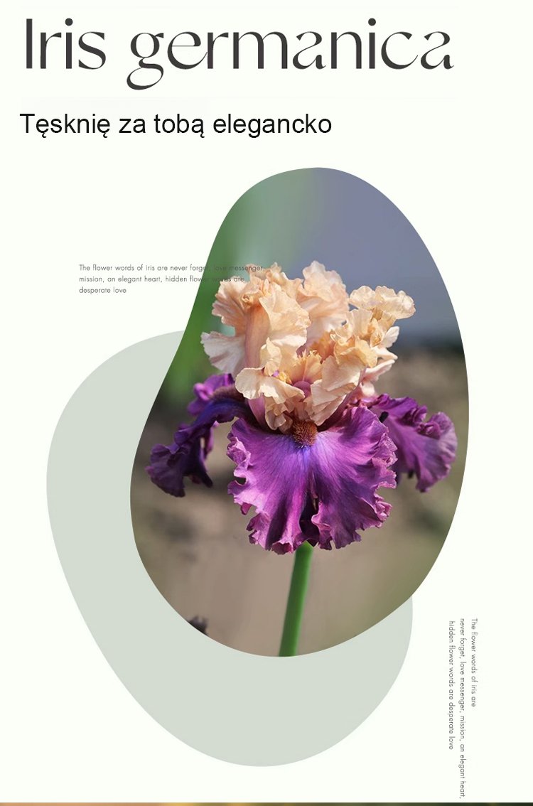 Kwiaty irysa w pełnym rozkwicie w ogrodzie