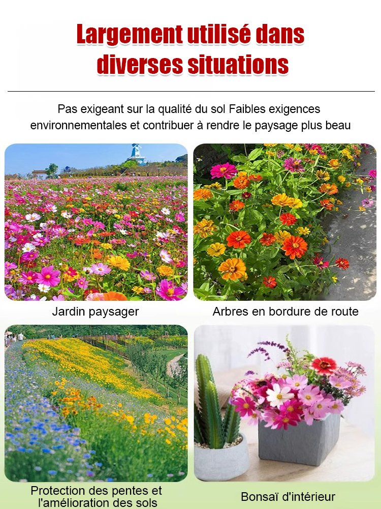 Quatre saisons en fleurs - Mélange de graines de fleurs