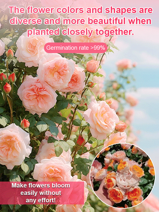 [High survival rate] Queen of flowers peony seeds