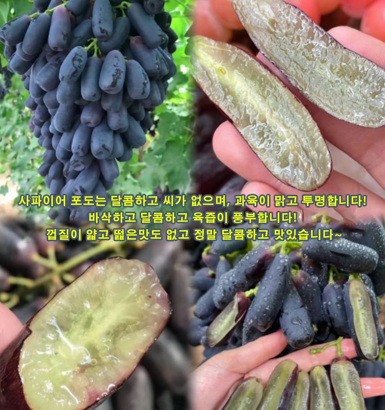 골든 핑거 스위트 사파이어 포도 묘목-YHA