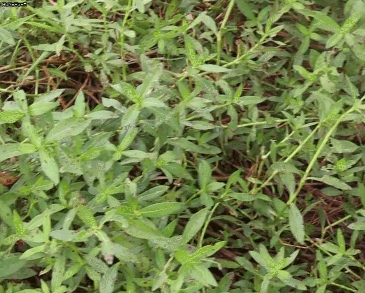 Skuteczne zwalczanie chwastów środkiem bambusowym