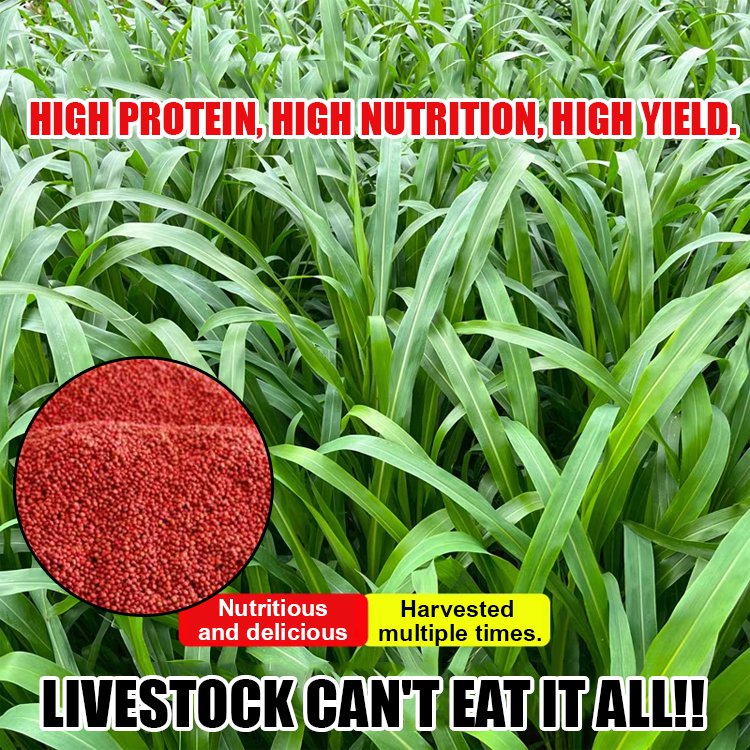 Return to high yield-Sorghum bicolor × sudanense.Chicken, cattle, sheep, fish seeds