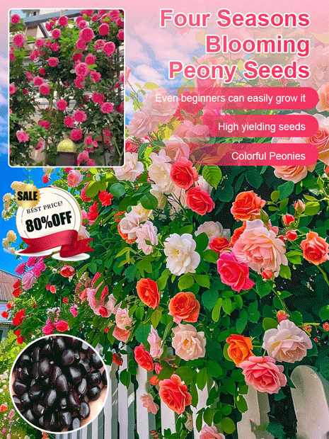 [High survival rate] Queen of flowers peony seeds