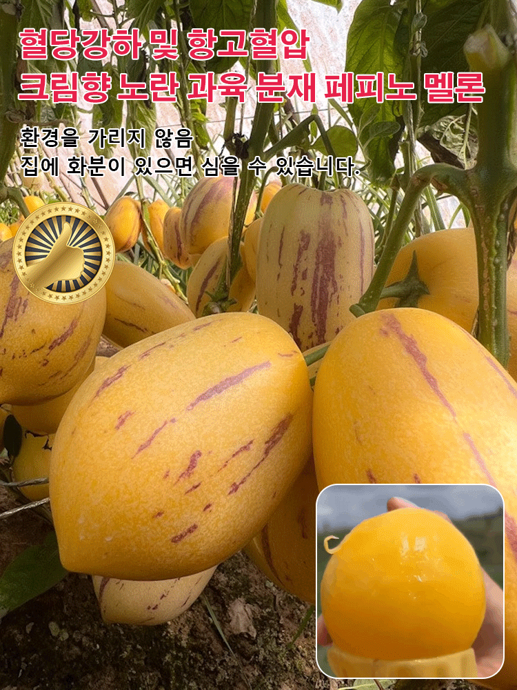혈당강하 및 항고혈압 크림향 노란 과육 분재 페피노 멜론 