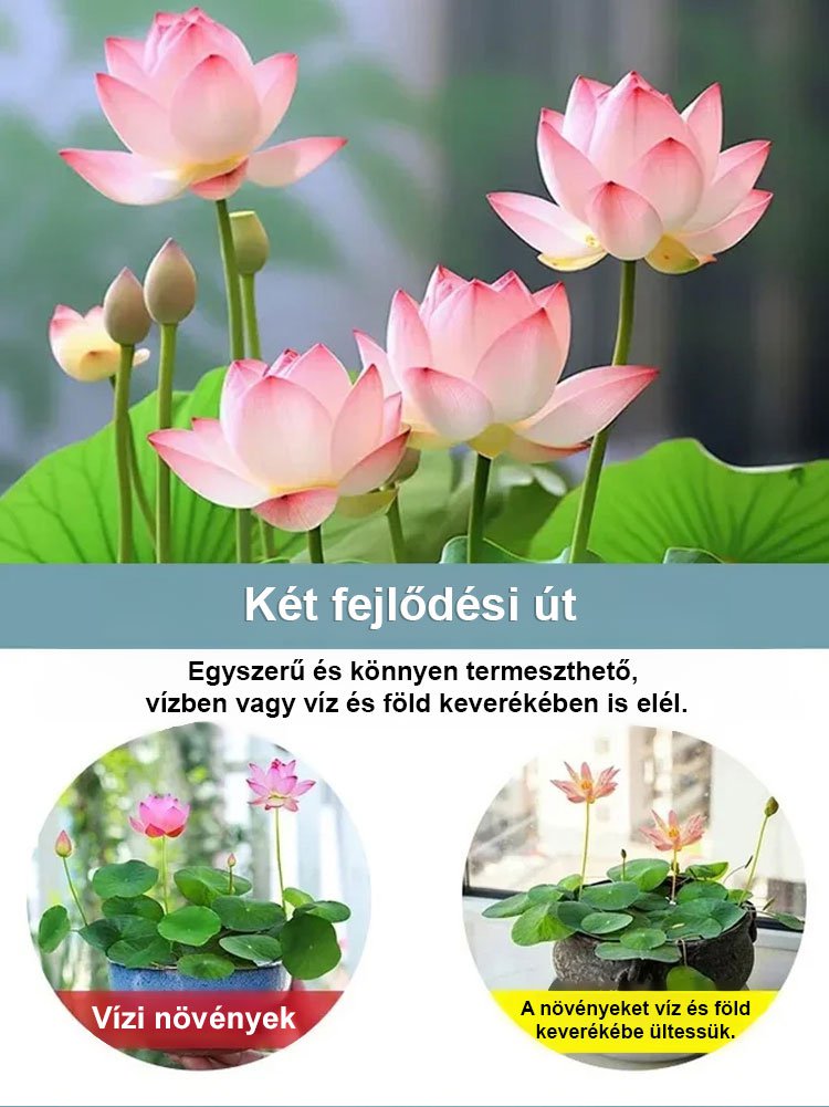 [-25°C körül nyit virágot] Téli vízi dísznövény termesztés lótusz magvak