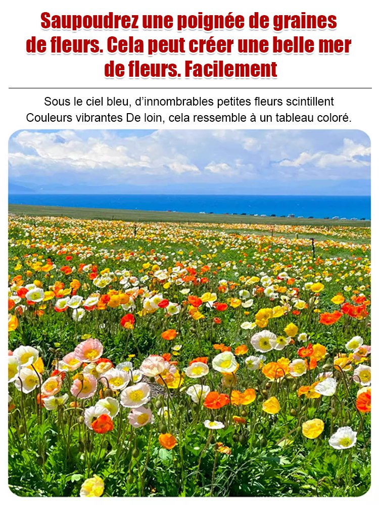 Quatre saisons en fleurs - Mélange de graines de fleurs