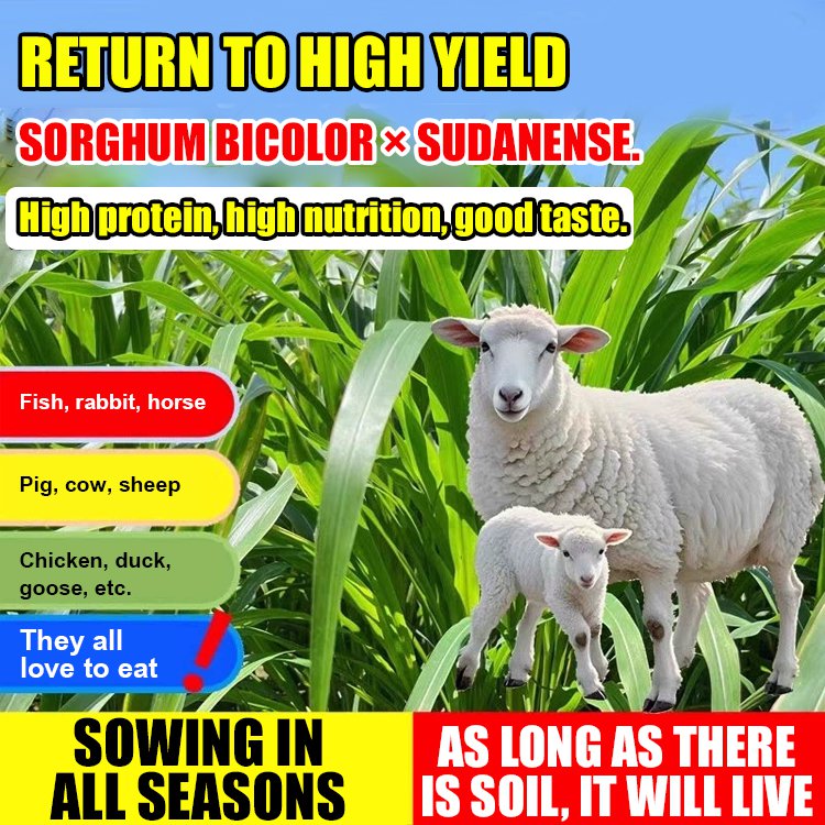 Return to high yield-Sorghum bicolor × sudanense.Chicken, cattle, sheep, fish seeds