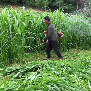 Return to high yield-Sorghum bicolor × sudanense.Chicken, cattle, sheep, fish seeds