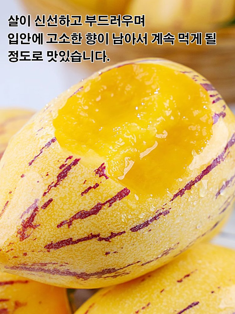 혈당강하 및 항고혈압 크림향 노란 과육 분재 페피노 멜론 