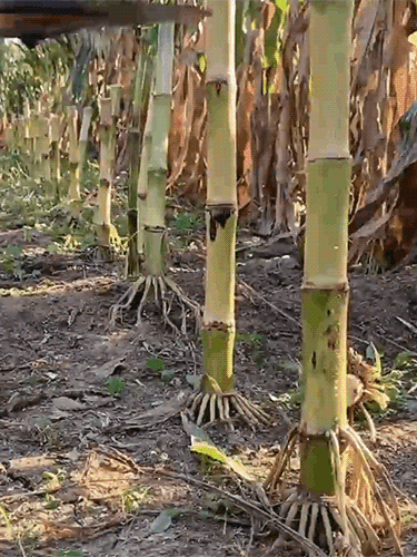 Újratölthető elektromos fűnyíró