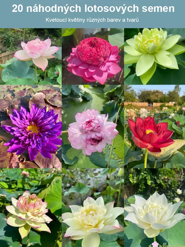 【Překládka štěstí】 Okrasná hydroponická mísa lotos