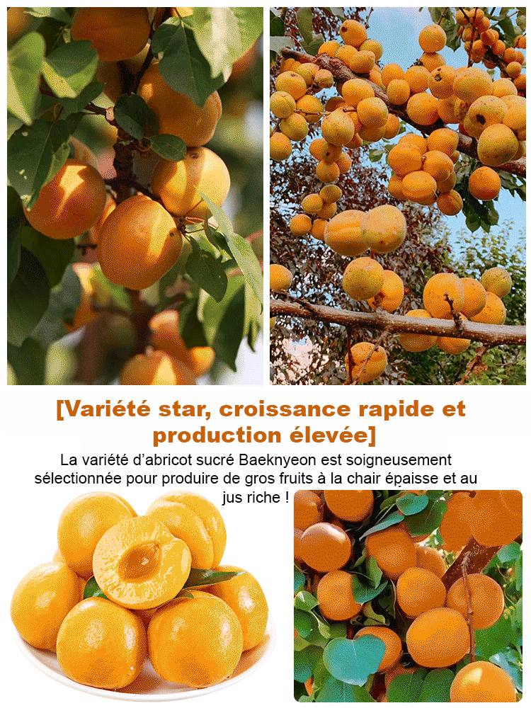 SL-Plants d’abricot regal prolifiques